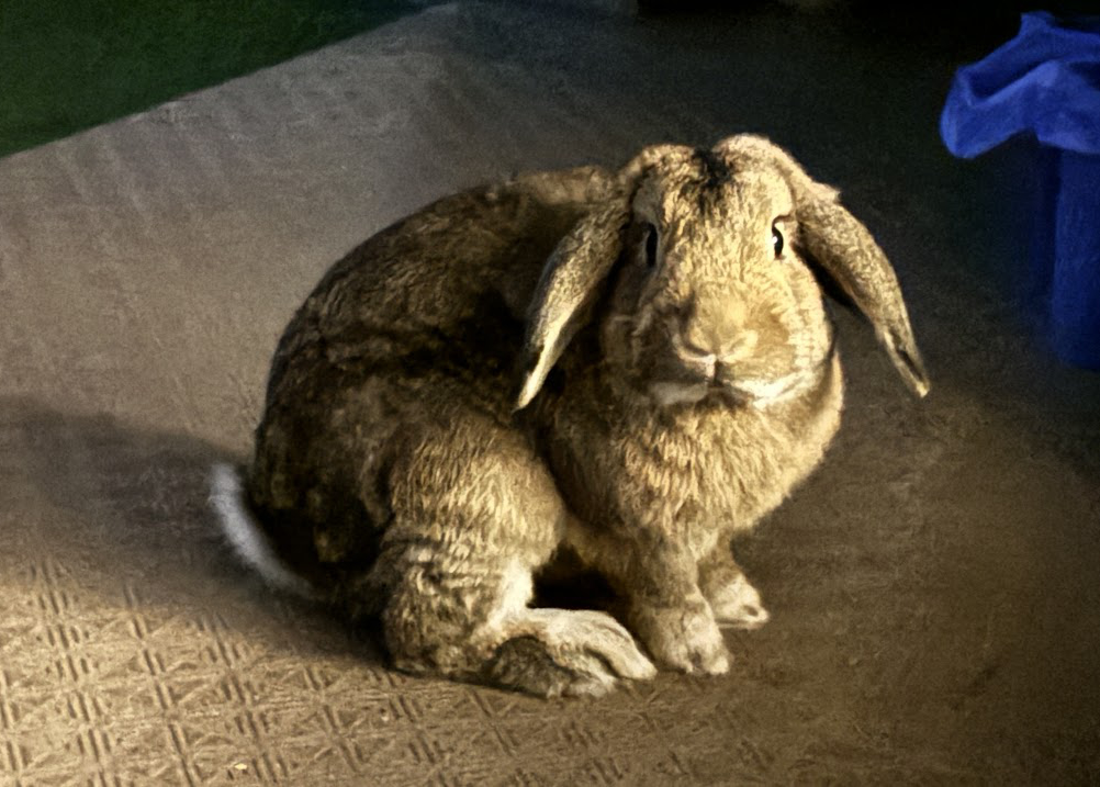 iPhone 15で真っ暗い庭で撮影したわが家のウサギさん