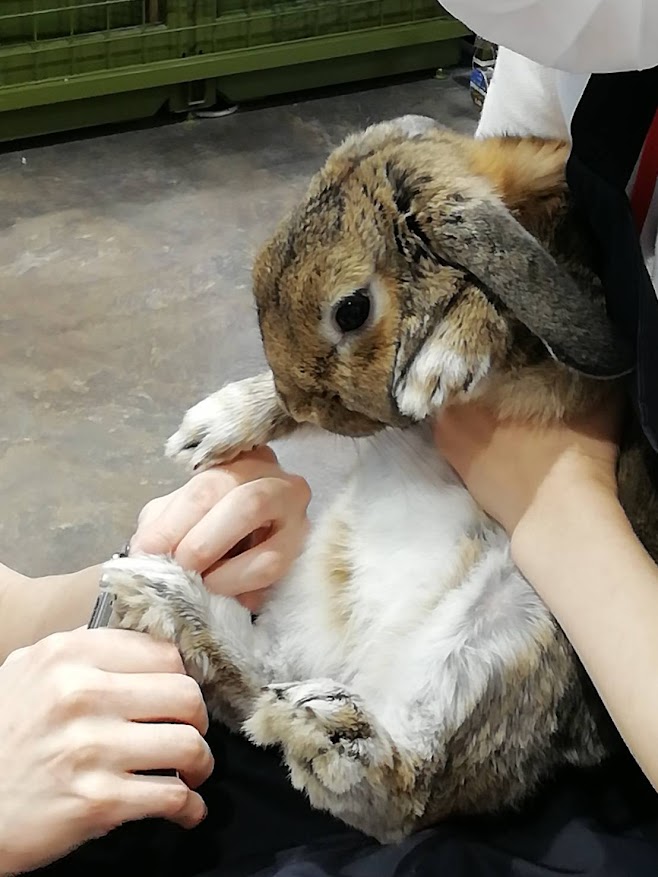 爪切りしてもらうウサギさん