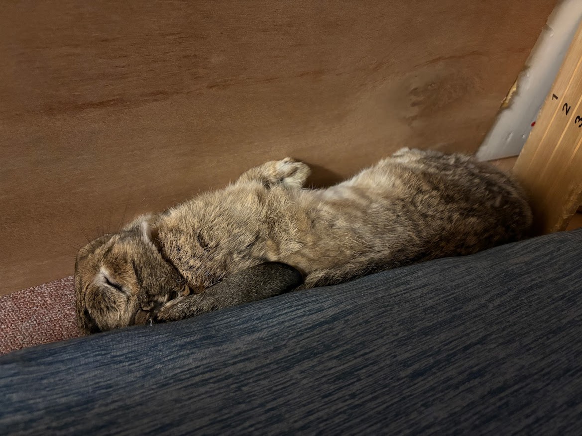 布団の間に挟まって寝るウサギさん