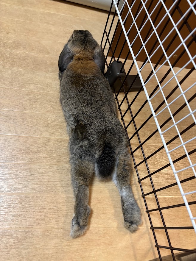 足を伸ばしてリラックスするウサギさん