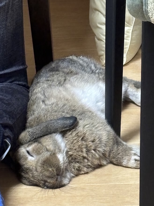 横になるウサギさん