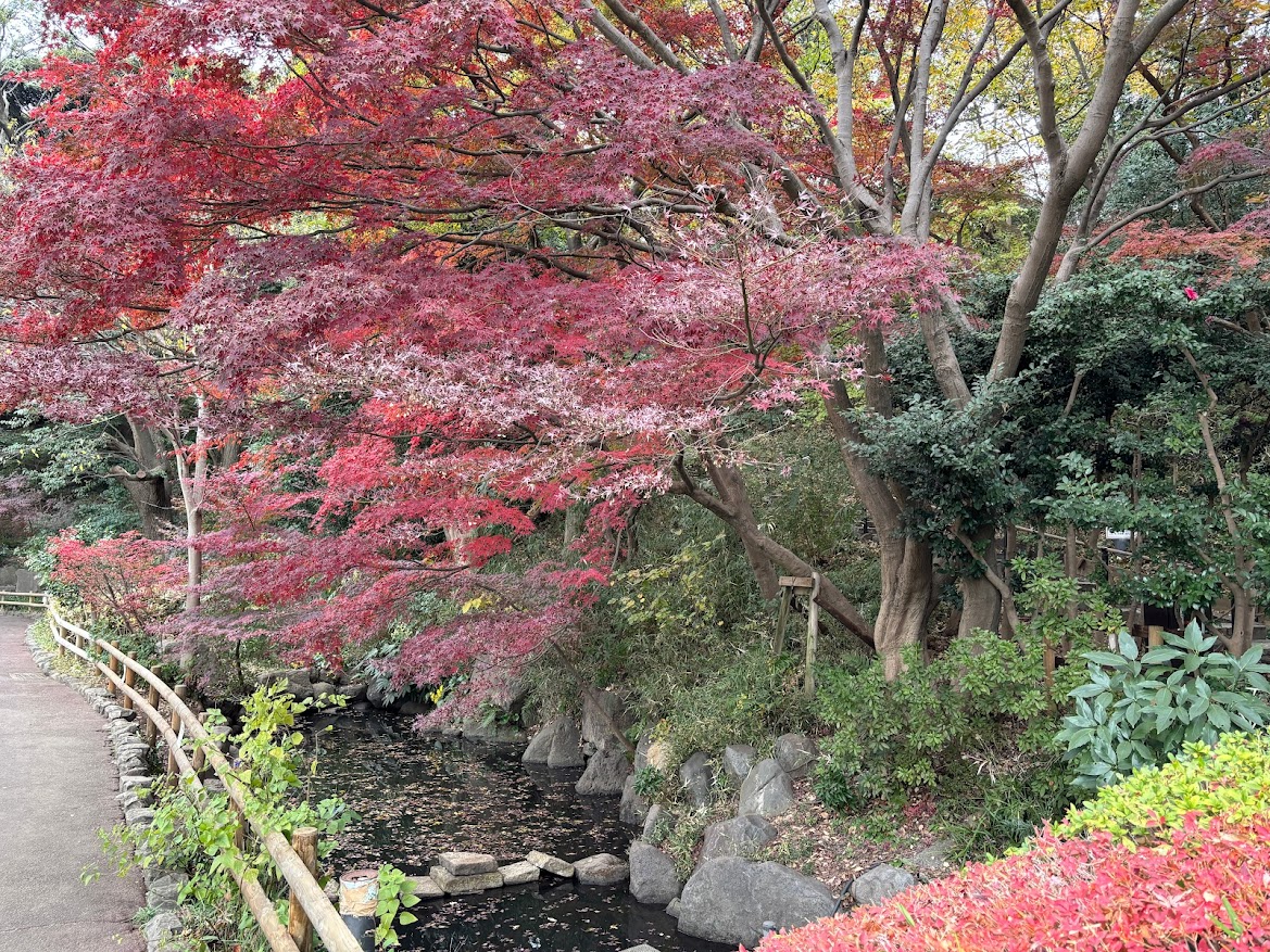 田園調布せせらぎ公園の紅葉