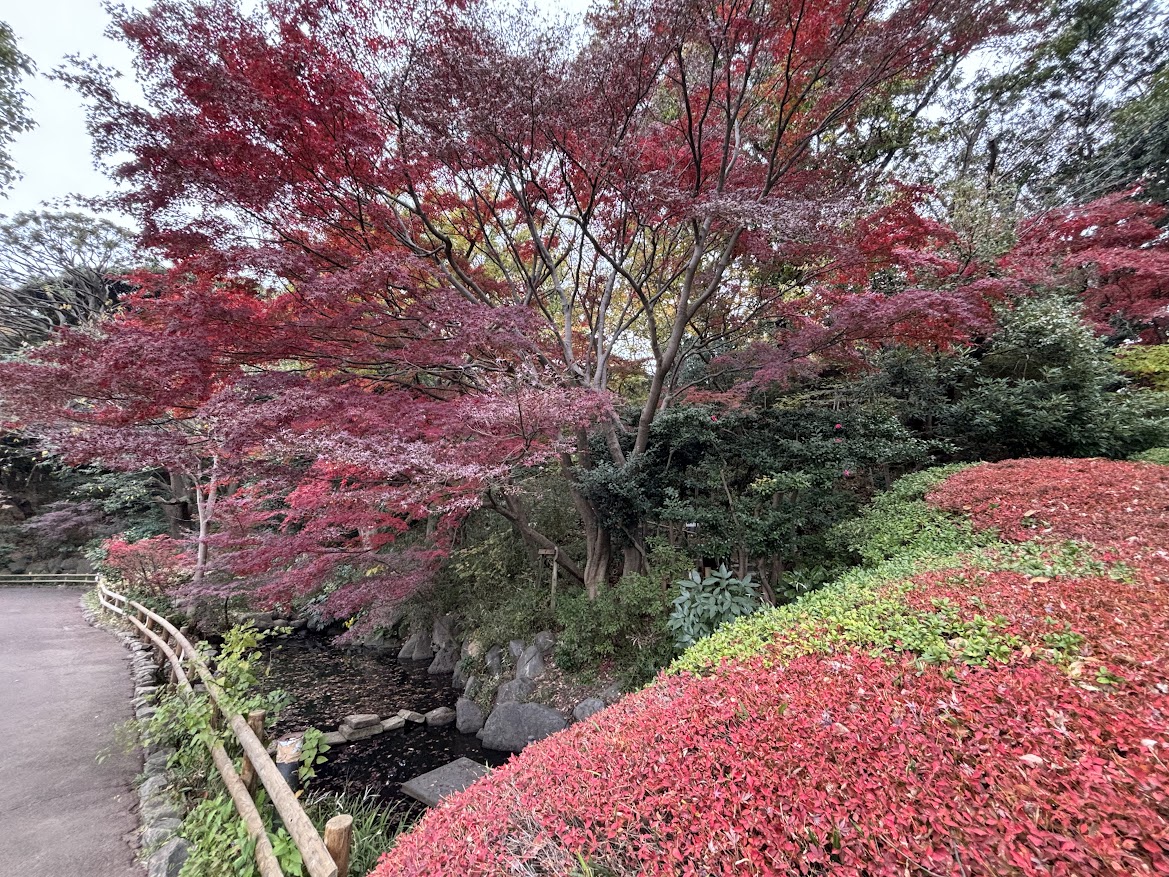 田園調布せせらぎ公園の紅葉