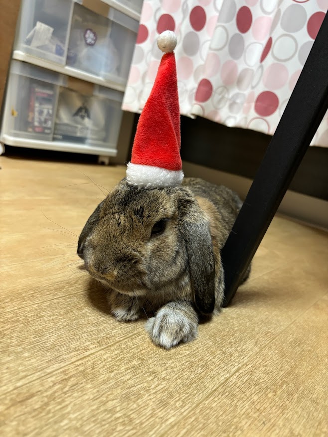 サンタ帽子被ったウサギさん
