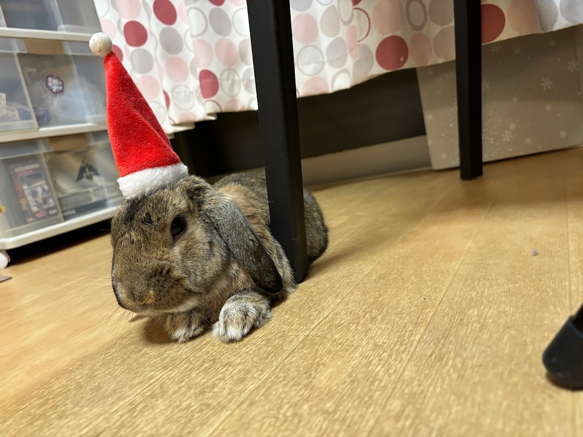 サンタ帽子被ったウサギさん