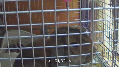 わが家のウサギさん