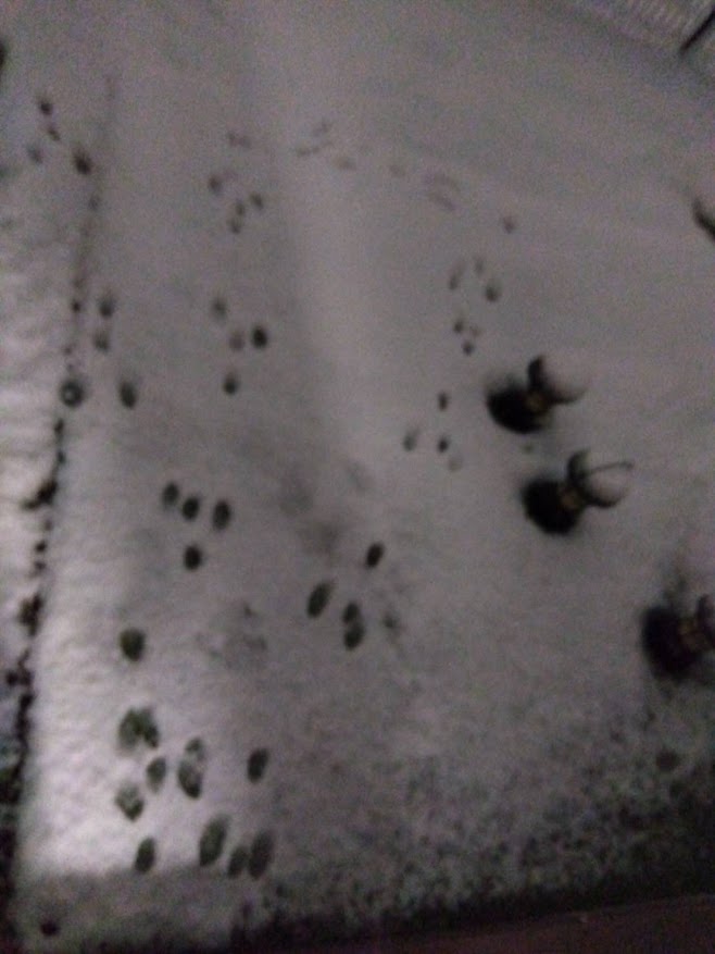 積雪したわが家の庭でウサギさんが遊んだあとの足跡