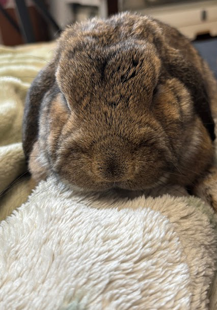 毛布の上でお休みするウサギさん