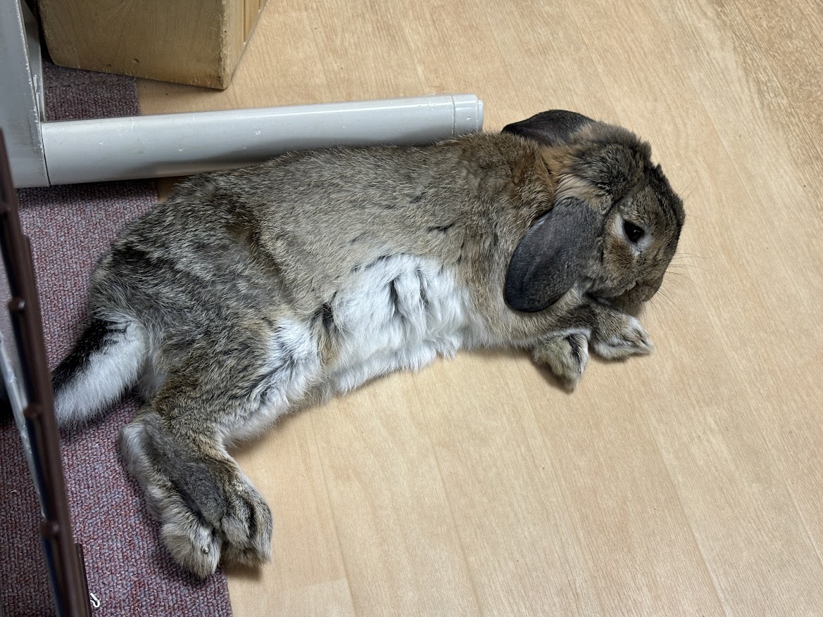 寝そべるウサギさん