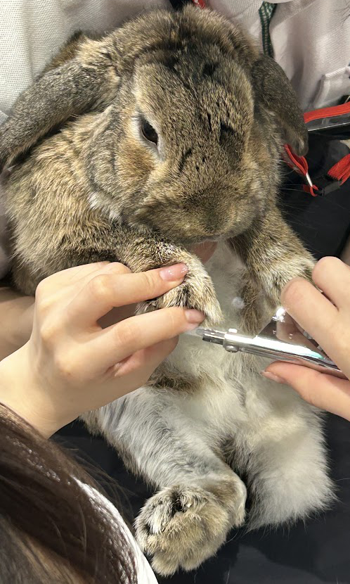 ペットの専門店コジマで爪を切ってもらうウサギさん