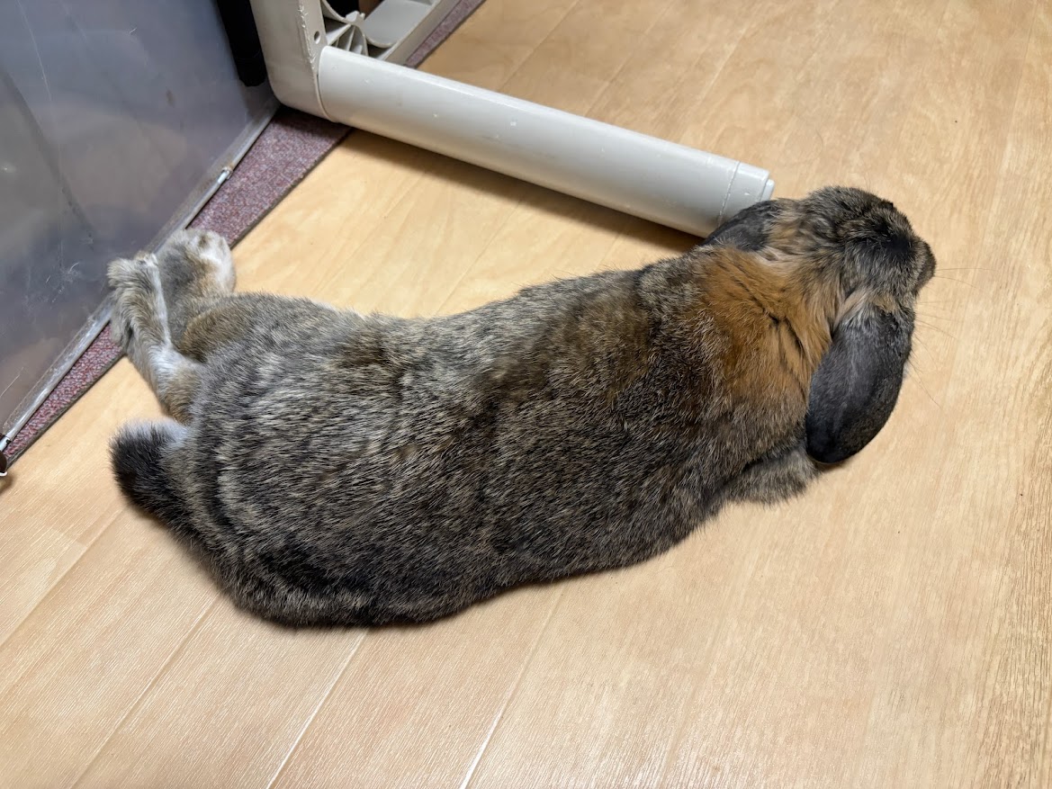 足を伸ばしてお休みになるウサギさん