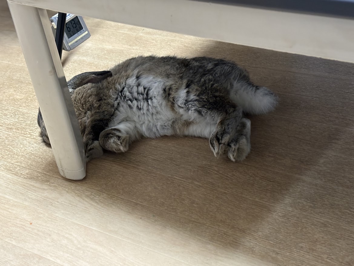 横になって休むうさぎさん