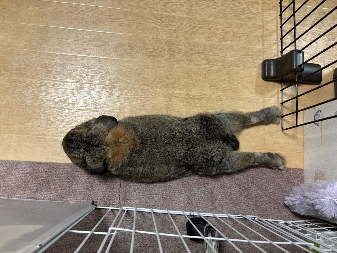 足を伸ばして寛ぐウサギさん