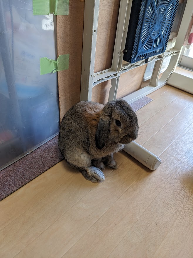 佇むウサギさん