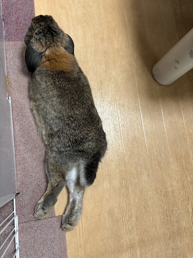 足を伸ばして寛ぐウサギさん