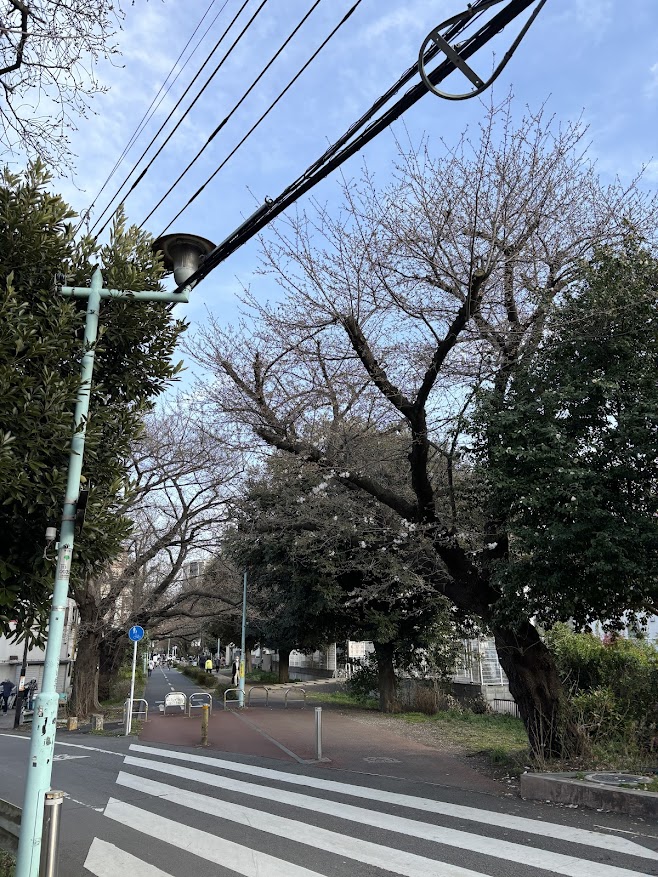 狭山・境緑道（小平グリーンロード）、花小金井駅近くの桜の状況、そんなに咲いてない（2024年3月31日）