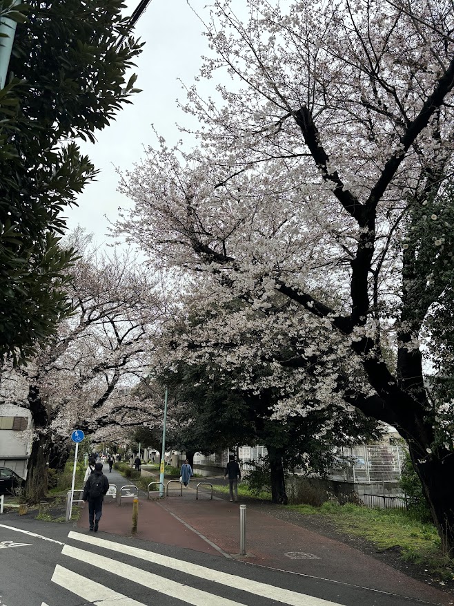 狭山・境緑道（小平グリーンロード）、花小金井駅近くの桜の状況（2024年4月4日 だいぶ咲いてる）朝