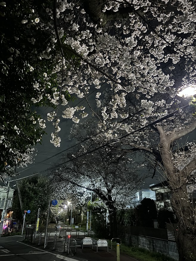 狭山・境緑道（小平グリーンロード）、花小金井駅近くの桜の状況（2024年4月4日 だいぶ咲いてる）夜