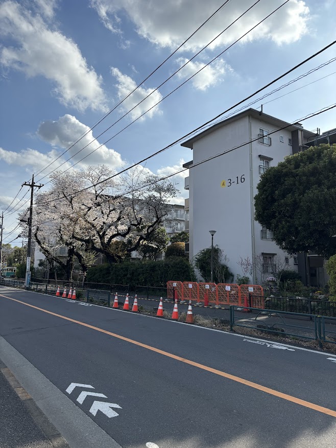 小平団地の桜