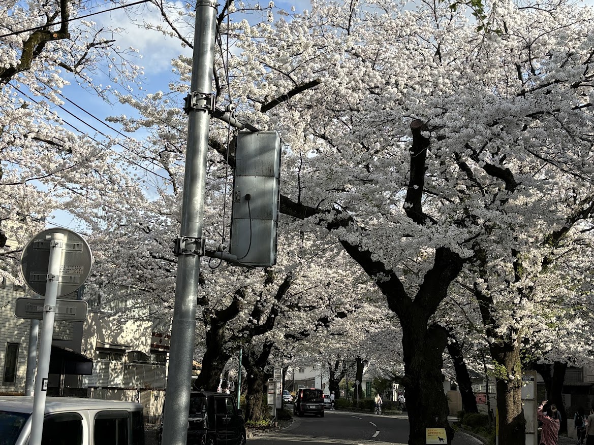 関東管区警察学校前 喜平桜通りの桜