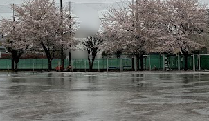 2024年4月9日の桜と雨