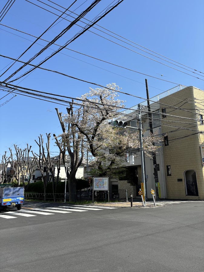 都道428号 都営船橋5丁目アパート近くの桜