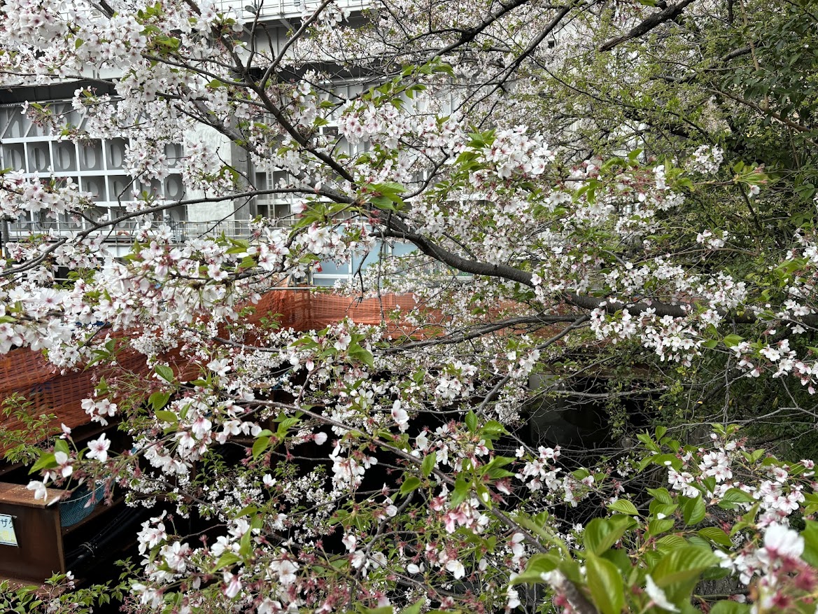 茅場町近く 霊岸橋の葉桜