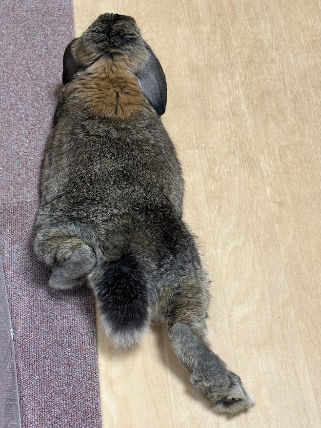 片足を伸ばしてお休みするウサギさん