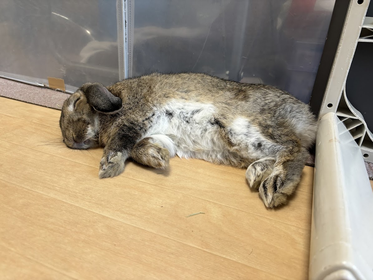 横になって寝るウサギさん