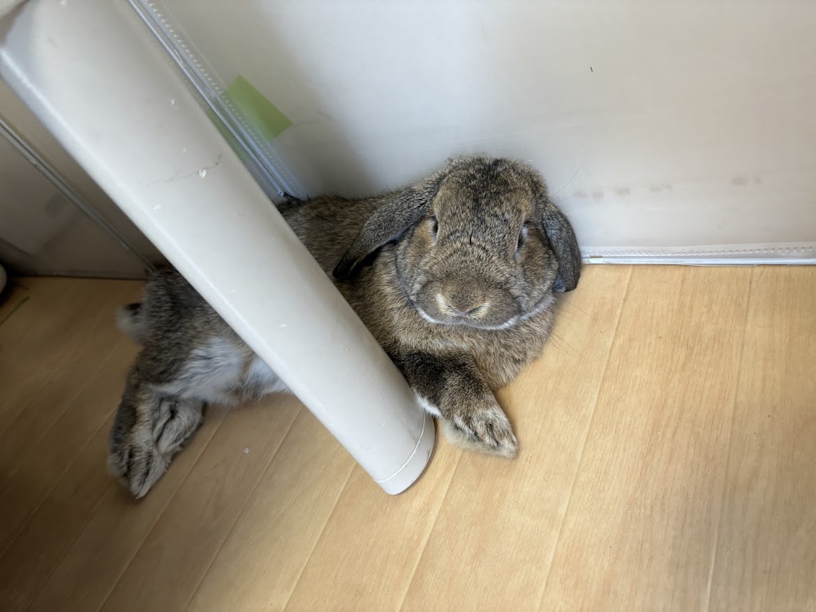 リラックスして横たわるうさぎさん