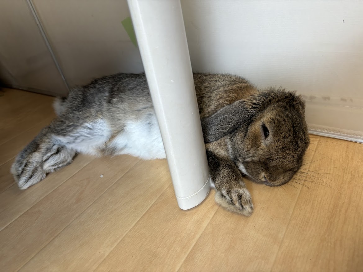 リラックスして寝るうさぎさん
