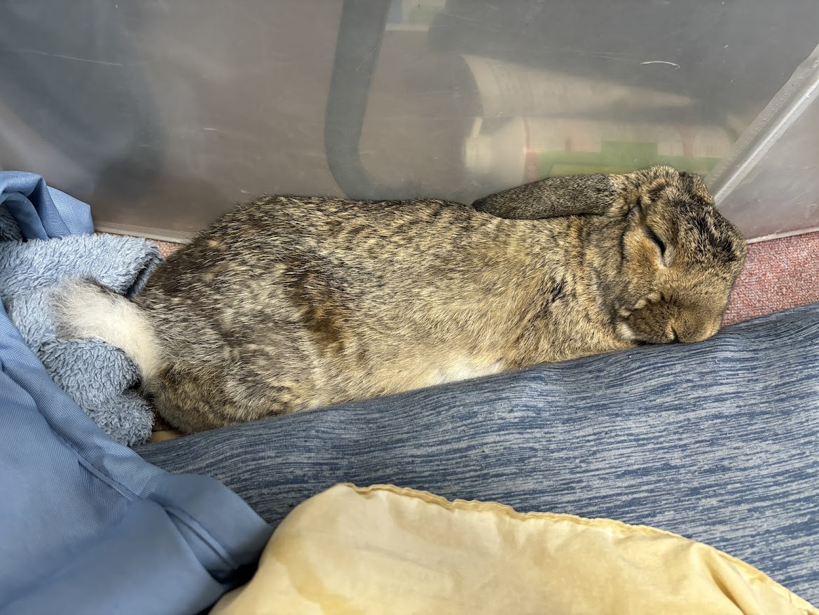 布団の淵で横になるうさぎさん