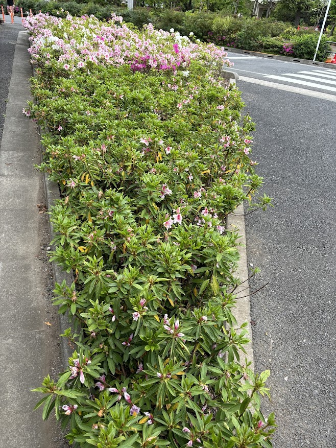 南阿佐ヶ谷駅やプラウドシティ阿佐ヶ谷ガーデンA-1棟近くの花