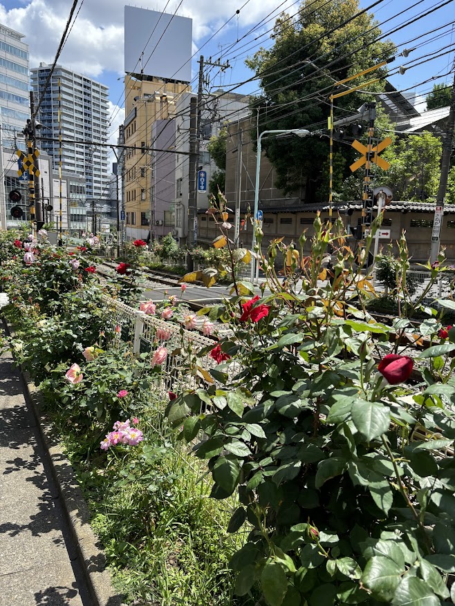 都電荒川線(東京さくらトラム)向原からJR山手線 大塚駅方面への線路