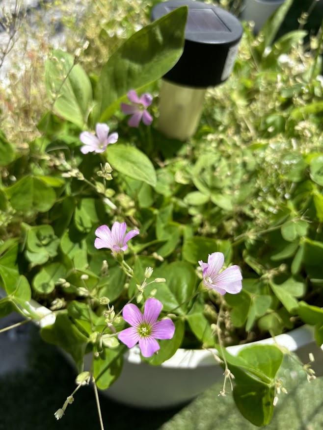 庭に咲いていたムラサキカタバミ