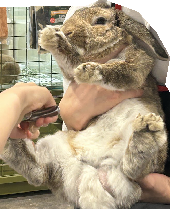 ペット専門店コジマでウサギさん爪切り