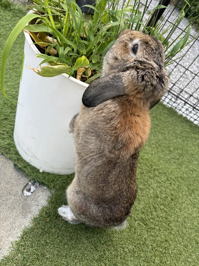 プランター？の雑草を食べるウサギさん
