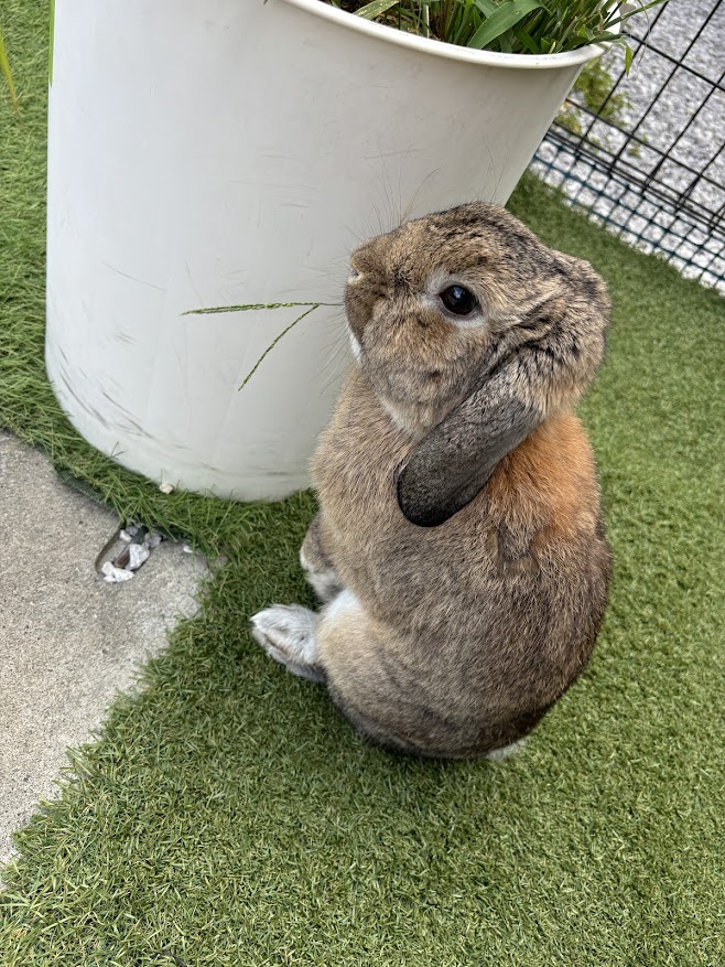 プランター？の雑草を食べるウサギさん
