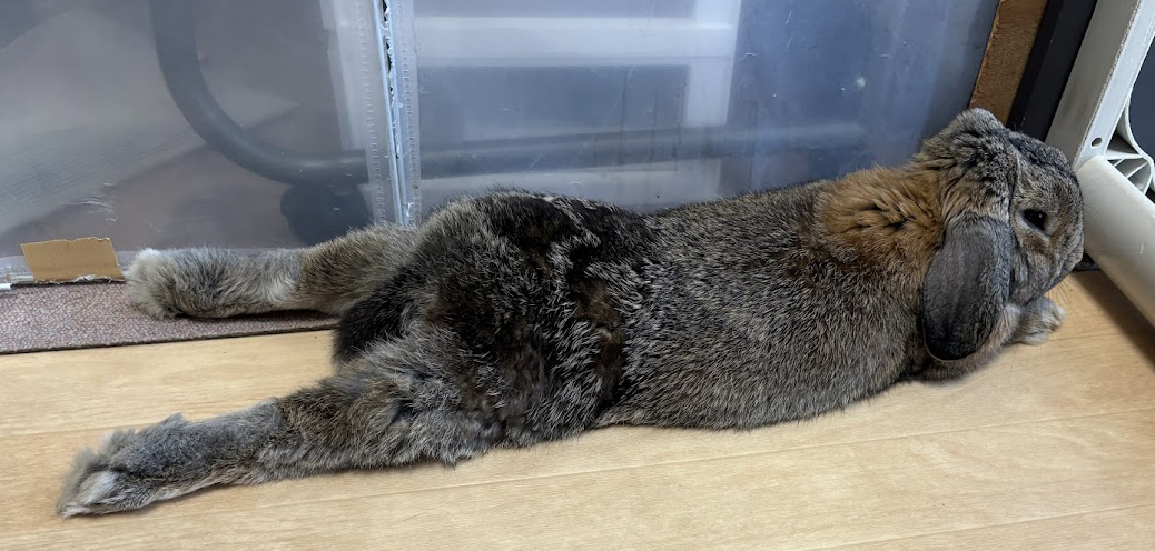 足を伸ばしてお休みになっているウサギさん