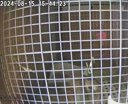 ペットカメラで見るウサギさん