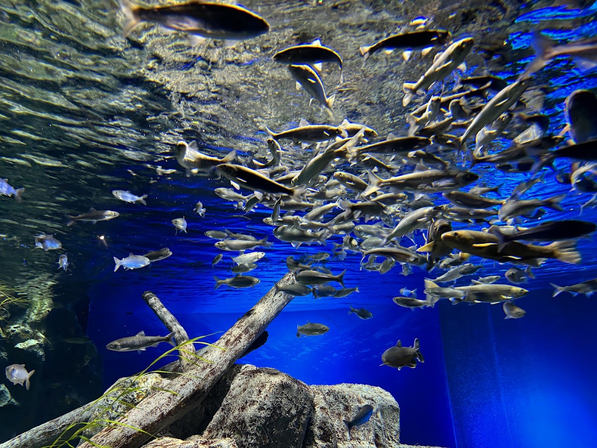 サケのふるさと 千歳水族館 水槽