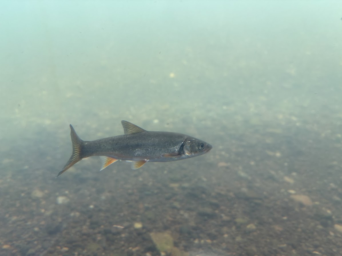 サケのふるさと 千歳水族館 千歳川水中観察ゾーン