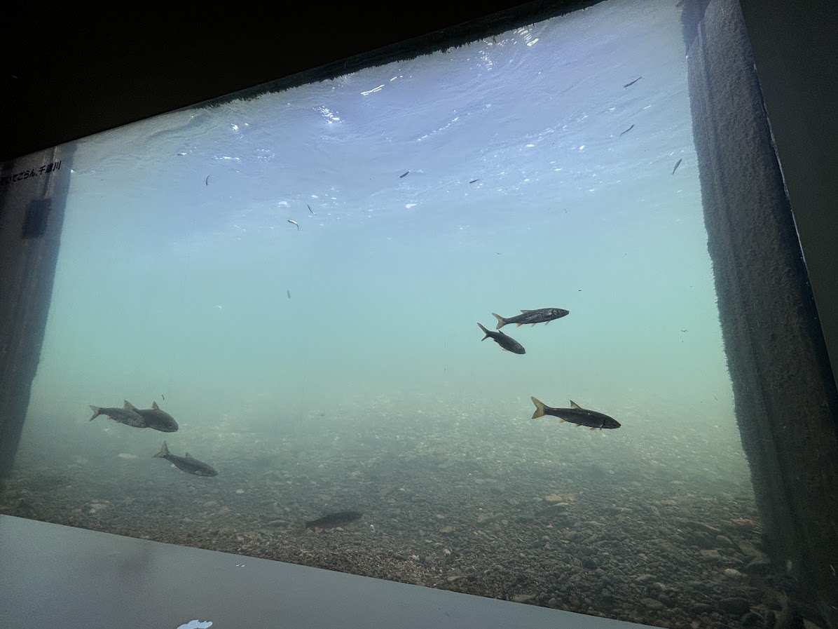 サケのふるさと 千歳水族館 千歳川水中観察ゾーン