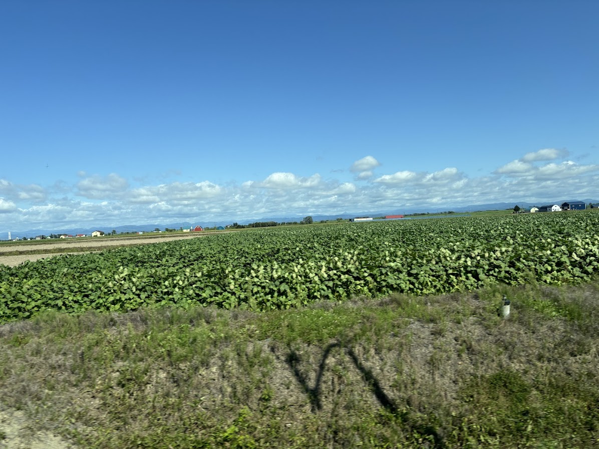 新篠津村付近の田園風景