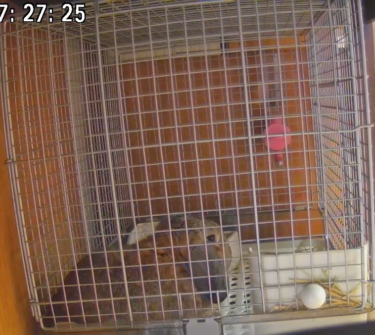 ペットカメラで見たわが家のウサギさん