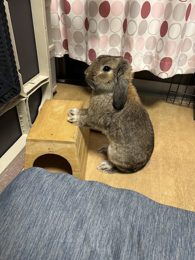 餌をねだるウサギさん