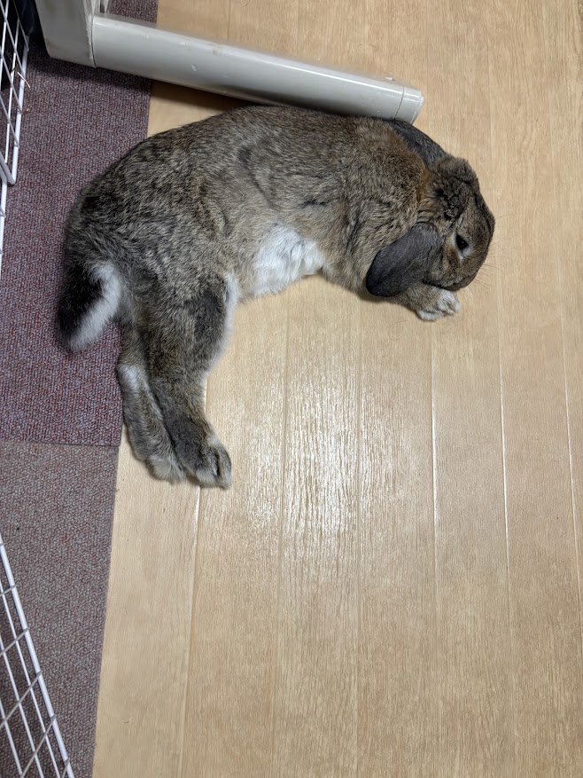 横になって休むウサギさん