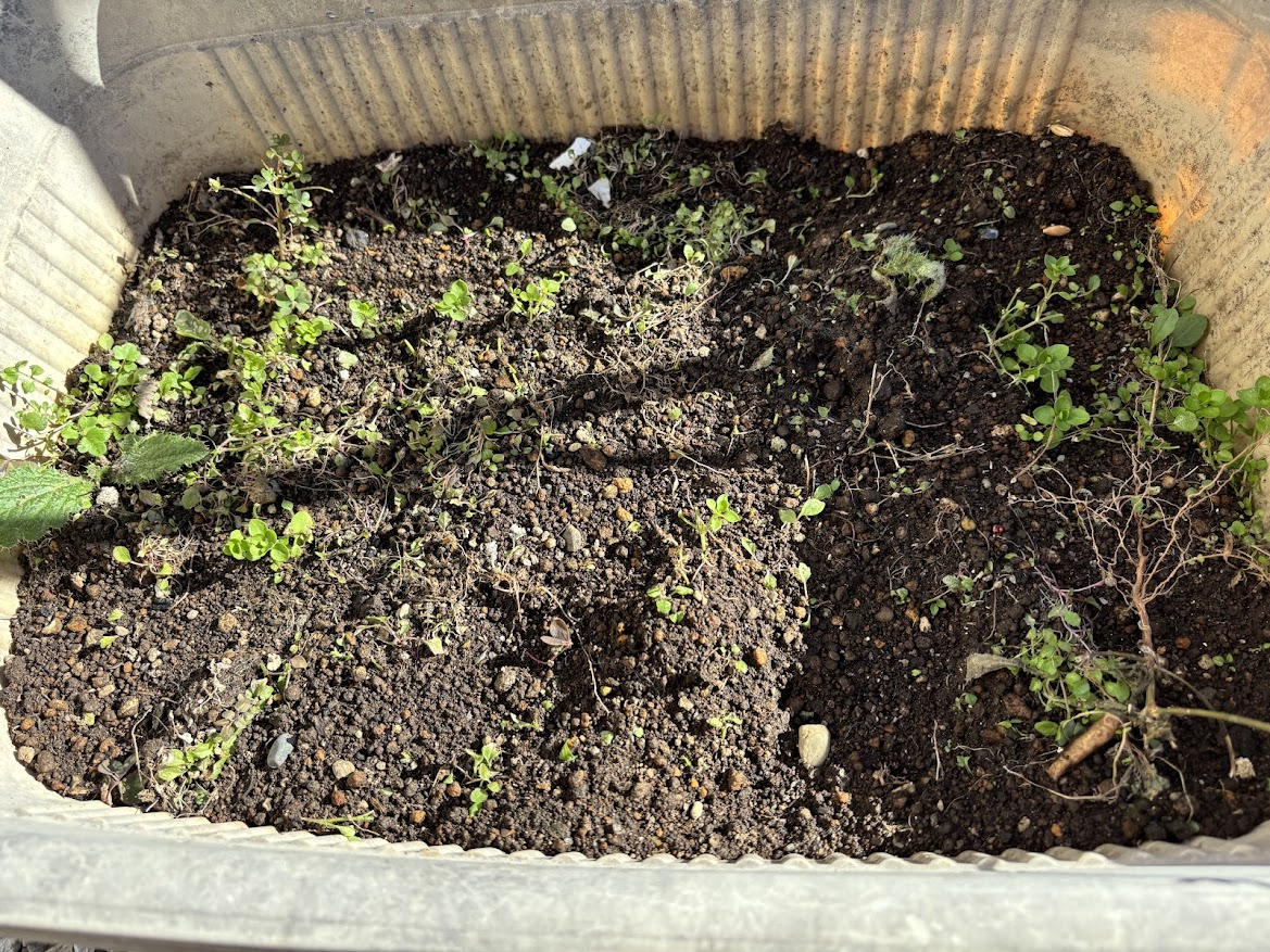 チモシー（牧草）を育てたいと思ったら案外身近なもので売っていた＞ねこ草のたね ベジタリニャン オーツヘイの種（猫草）極早生スプリンター