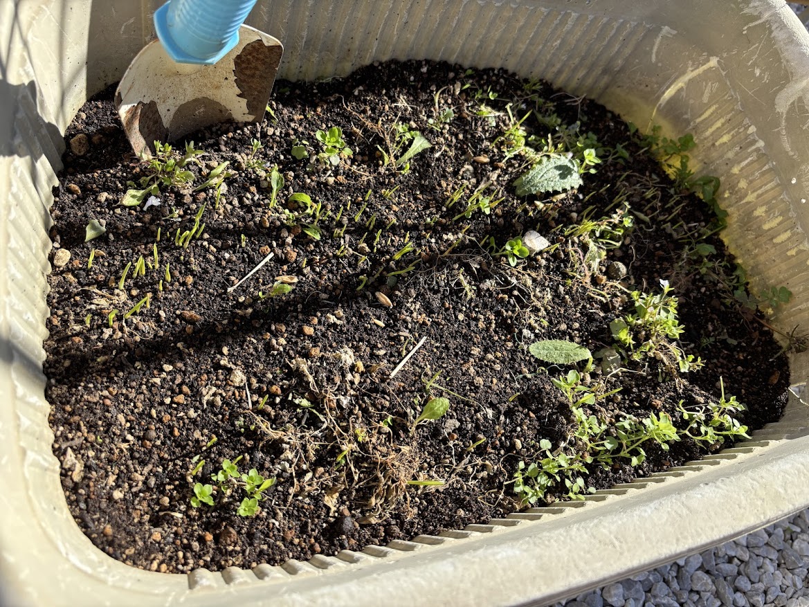 チモシー（牧草）を育てたいと思ったら案外身近なもので売っていた＞ねこ草のたね ベジタリニャン オーツヘイの種（猫草）極早生スプリンター