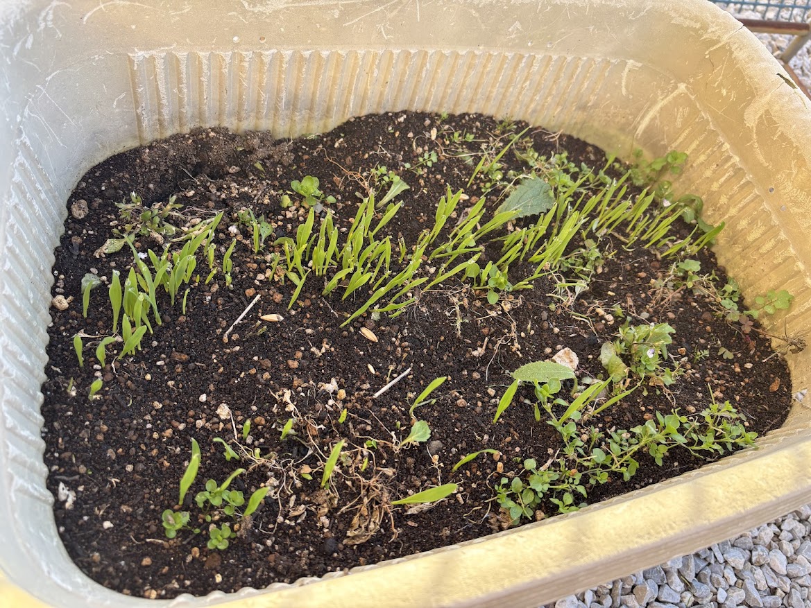 生チモシー、だいぶ生えてきた